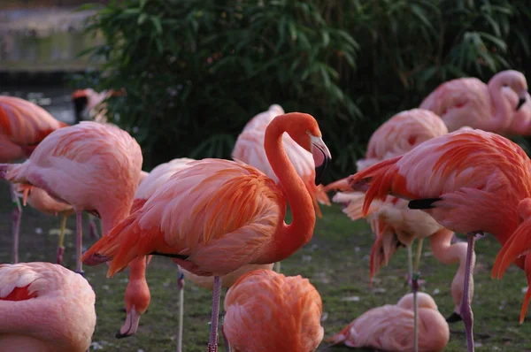 Schilderachtig Uitzicht Prachtige Flamingo Vogel Natuur — Stockfoto