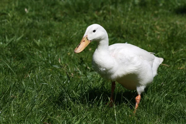 Vacker Utsikt Över Vacker Fågel Naturen — Stockfoto