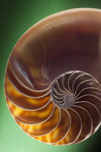 Sección Cáscara Espiral Nautilus — Foto de Stock