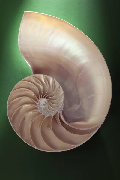 Sección Cáscara Espiral Nautilus — Foto de Stock