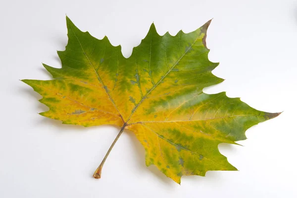 Hojas Árbol Follaje Hoja — Foto de Stock