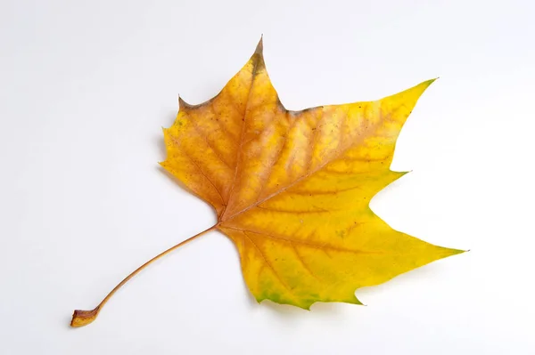 Tree Leaves Foliage Leaf — Stock Photo, Image