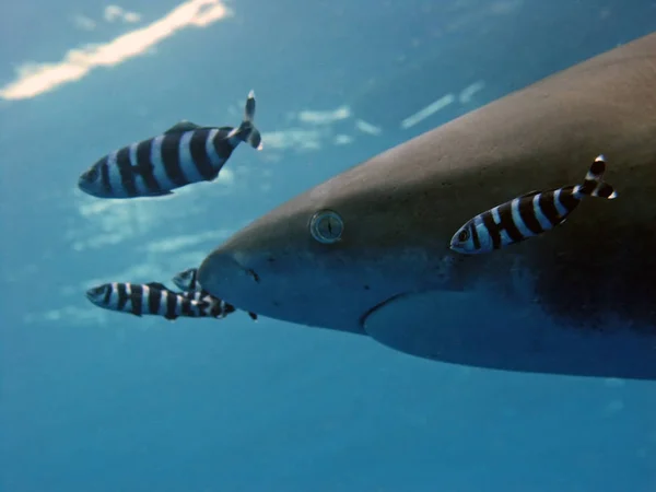 Longimanus Oceanic Whitetip Shark Red Sea Time Closeup — Stock Photo, Image