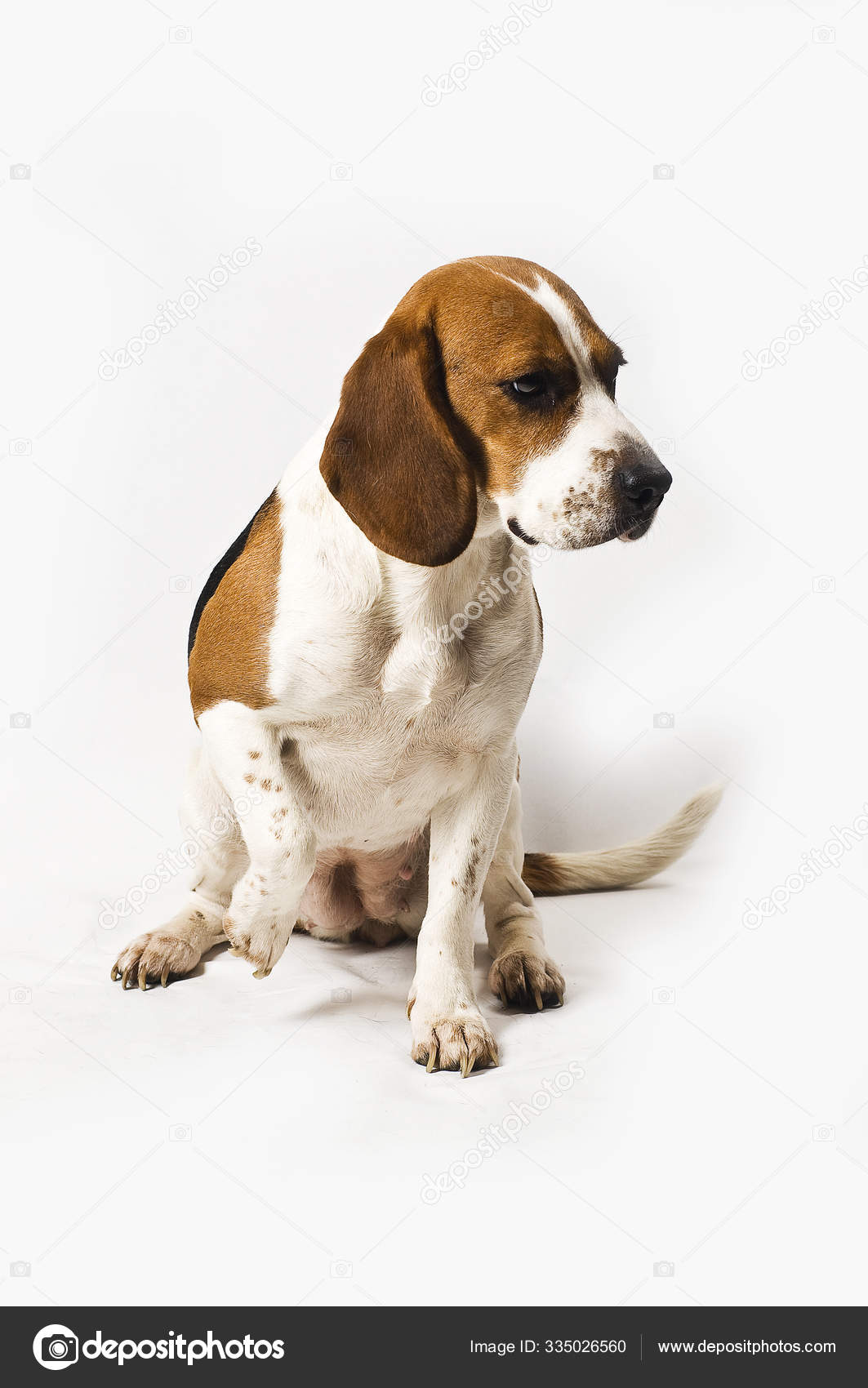 Beagle Dog White Background — Stock Photo