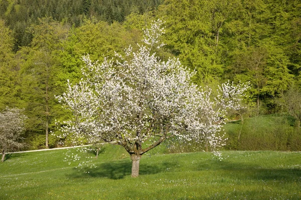 Bahar Çiçekleri Kiraz Çiçekleri Çiçekler — Stok fotoğraf