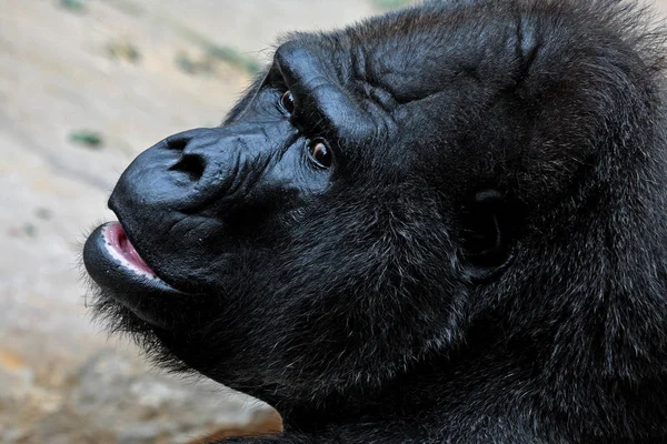 Primate Animal Mono Gorila Mono — Foto de Stock
