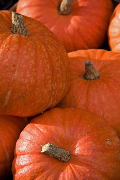 Pompoenen Pompoenen Plantaardige Producten — Stockfoto