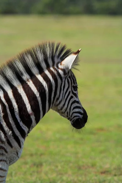 Zwart Wit Gestreept Zebra Dier Zoogdier — Stockfoto