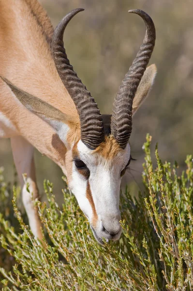 Animaux Sabots Dans Nature Savannah Gazelle — Photo