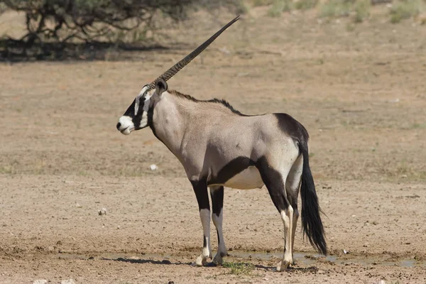 Oryx Antelope Vadon Élő Állat Természet Fauna — Stock Fotó