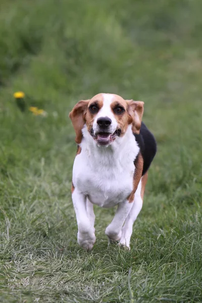 Potret Anjing Beagle Lucu Dan Menggemaskan — Stok Foto