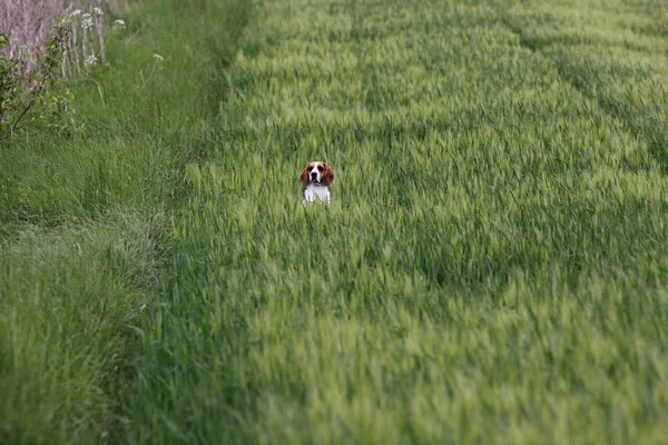 Άποψη Του Cornfield Έννοια Της Γεωργίας — Φωτογραφία Αρχείου