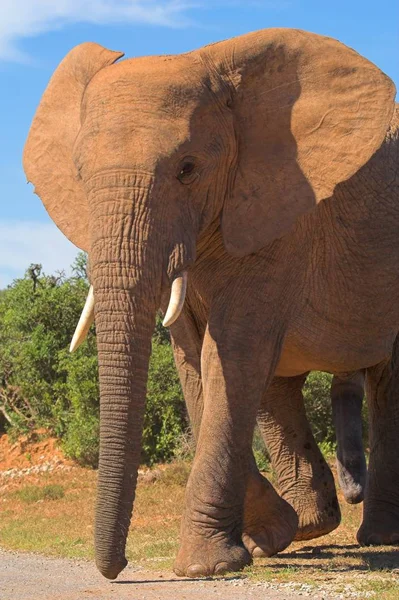 Elephant Bull Musth — Stock Photo, Image