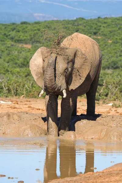 Éléphant Dans Savane Africaine — Photo