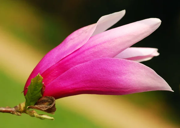 Magnolia Flower Petals Spring Flora — Stock Photo, Image