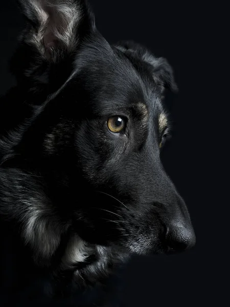 Retrato Cão Bonito — Fotografia de Stock