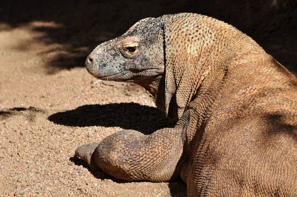 Komodo Dragon Lizard Reptile — Stock Photo, Image