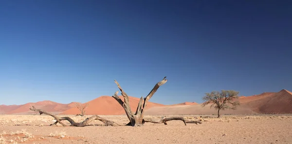 Paysage Dans Désert Namibien — Photo