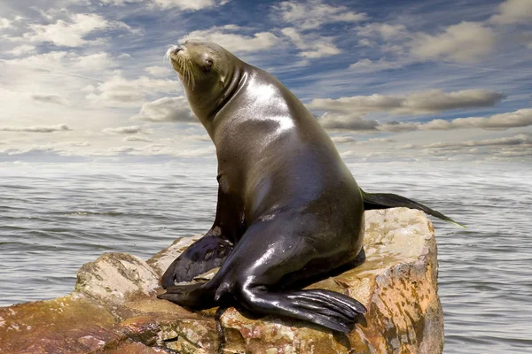 Animale Marino Mammifero Foca — Foto Stock