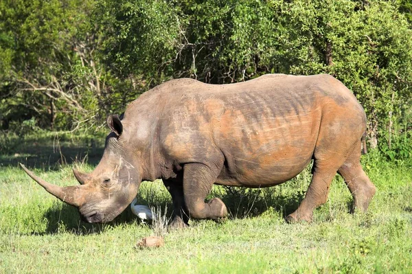 Animais Africanos Criação Rinocerontes Fauna — Fotografia de Stock