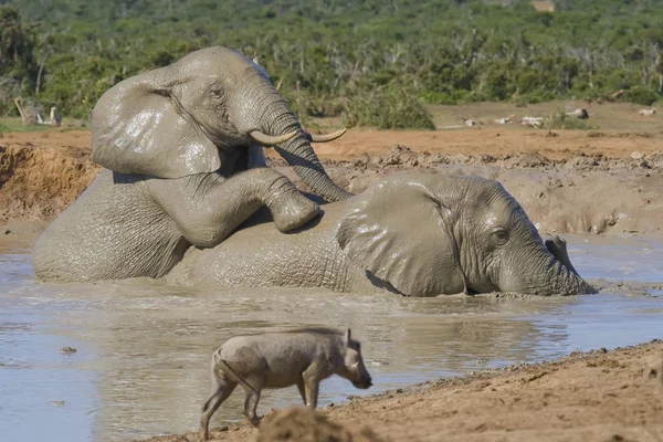 Слон Воде — стоковое фото