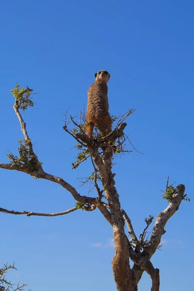 Meerkat Животное Поверхностный Маленький Мангуст — стоковое фото