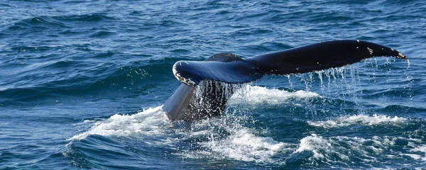 León Marino Océano — Foto de Stock