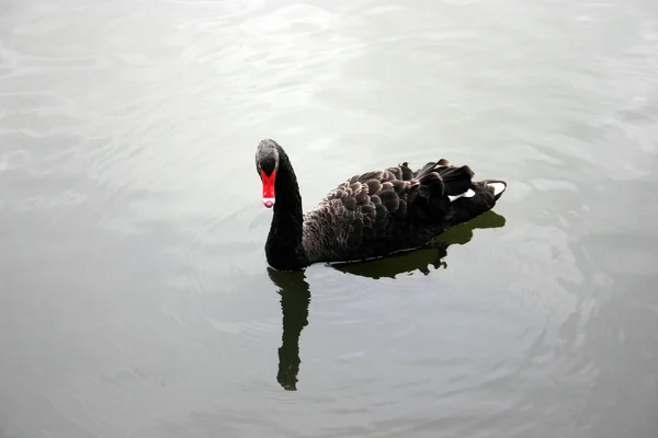 Schilderachtig Uitzicht Majestueuze Zwaan Natuur — Stockfoto