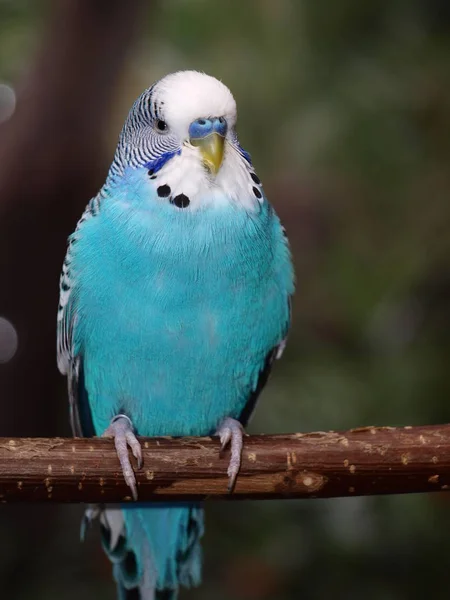 Κοντινό Πλάνο Του Νεαρού Μπλε Budgie — Φωτογραφία Αρχείου