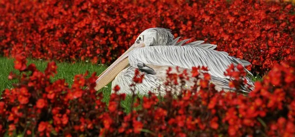 Scenic View Beautiful Pelican Nature — Stock Photo, Image