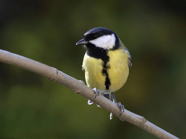 Γραφική Θέα Της Όμορφης Titmouse Πουλί — Φωτογραφία Αρχείου