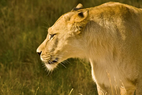 Afrikanischer Löwe Wildes Raubtier — Stockfoto