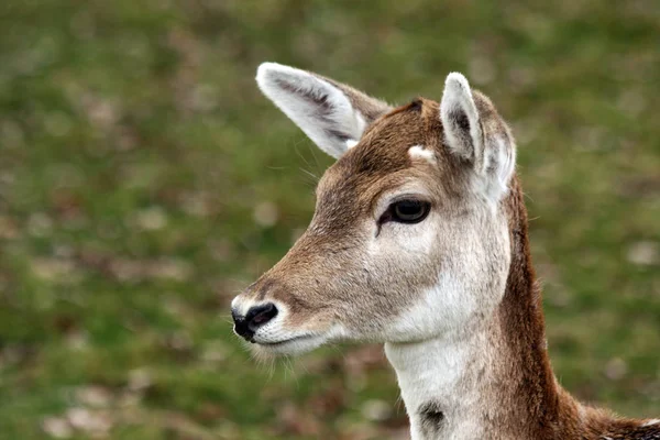 Damwild Und Wildtiere — Stockfoto