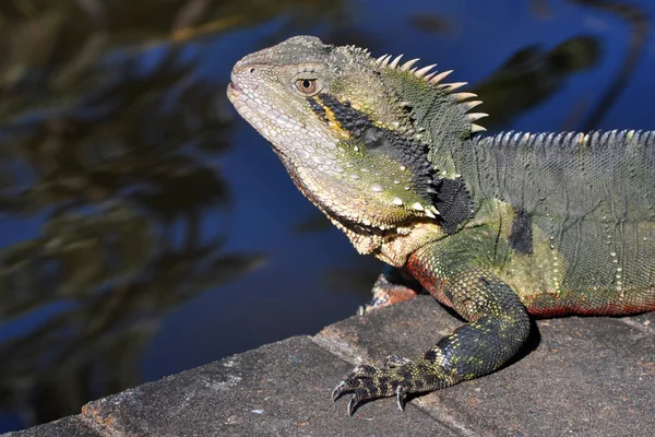 Exotisches Wildtier Reptilienechse — Stockfoto