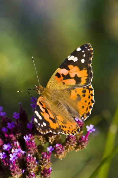 Primo Piano Bug Natura Selvaggia — Foto Stock