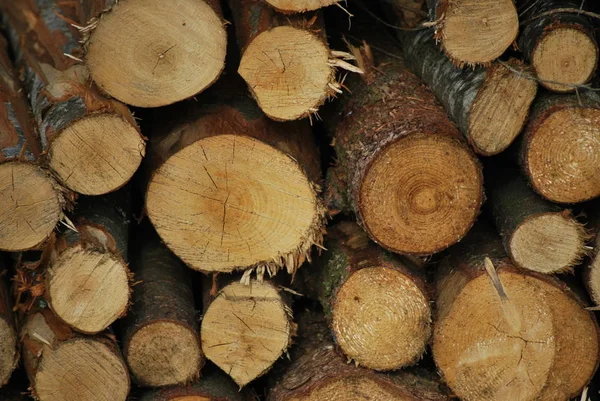 Dřevo Kmen Stromu — Stock fotografie