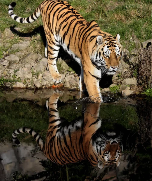 Мощный Хищник Дикий Кот Полосатый Тигр — стоковое фото