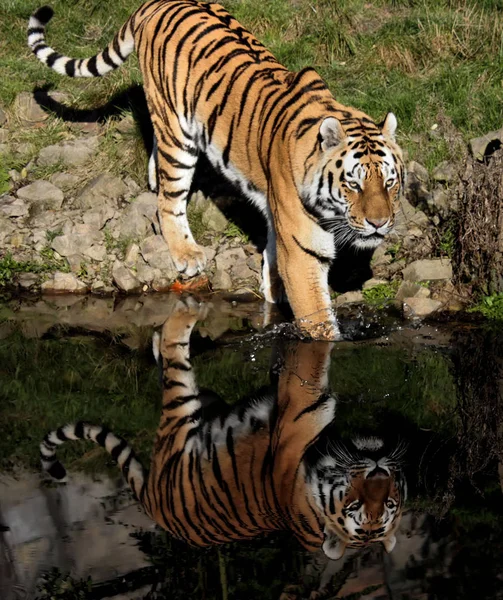 Puissant Prédateur Chat Sauvage Tigre Rayé Animal — Photo