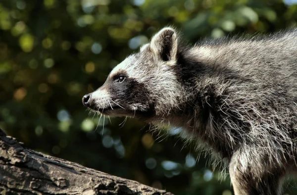 Rakun Hewan Fauna Mamalia Keluarga Procyonid — Stok Foto