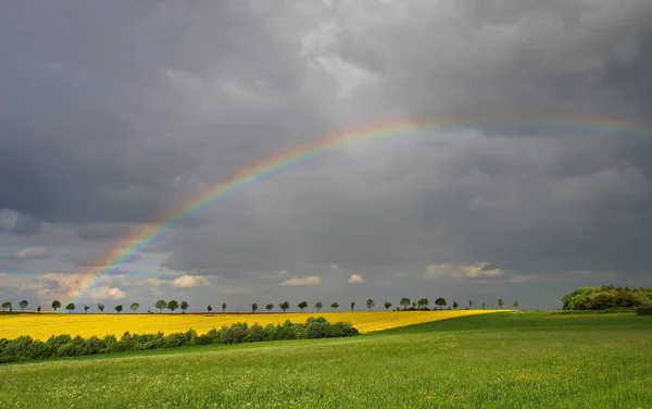 Campo Colza Giallo Agricoltura — Foto Stock