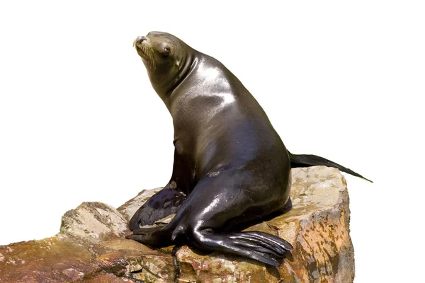 marine animal, seal mammal