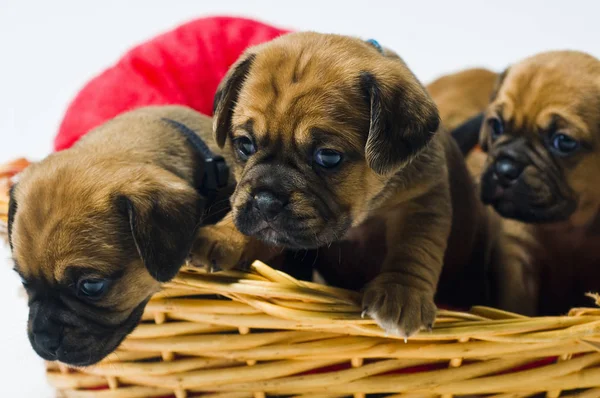 Vista Panorámica Lindos Cachorros —  Fotos de Stock