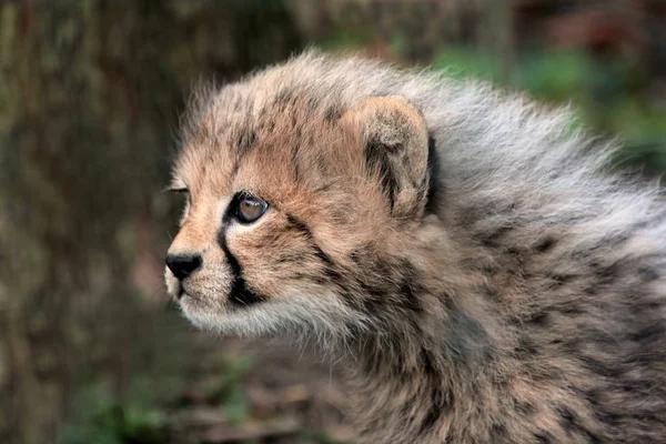 Närbild Unga Gepard — Stockfoto
