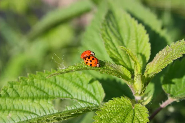 Insecto Rojo Con Puntos Mariquita — Foto de Stock