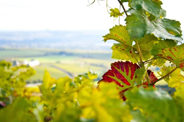 Scenic View Agriculture Countryside — Stock Photo, Image