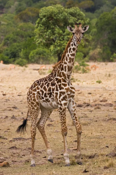 Brown Giraffe Animals Wildlife Flora Fauna Nature — Stock Photo, Image