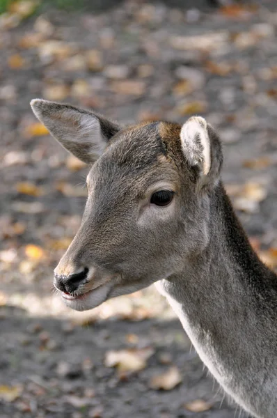 Jungtiere Selektiver Fokus — Stockfoto