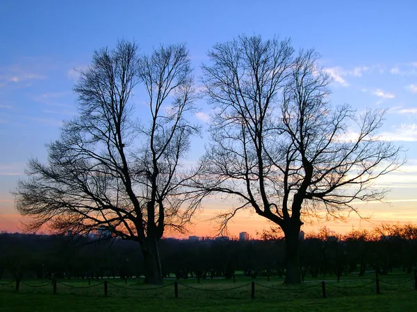 日没時の木々のシルエット — ストック写真
