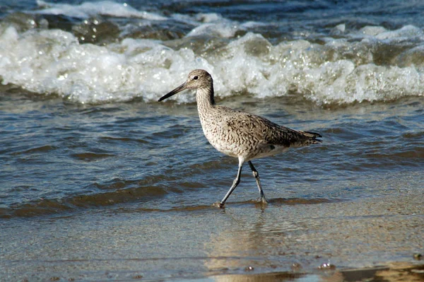 Vue Panoramique Bel Oiseau Nature — Photo