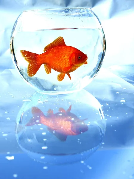 Goldfish Bowl — Stock Photo, Image